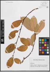Foto von Salix caprea L.